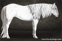 Horse Color:White Spotted Black Frame Appaloosa Rabicano 