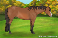 Horse Color:Bay Splash 