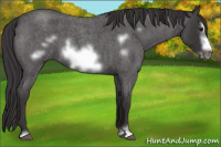 Horse Color:Smoky Blue Roan Sabino Frame