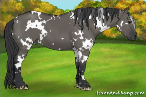 Horse Color: White Spotted Brown Dun 