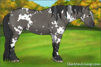 Horse Color:White Spotted Brown Dun