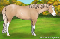 Horse Color:Chestnut Pearl Sabino Splash 