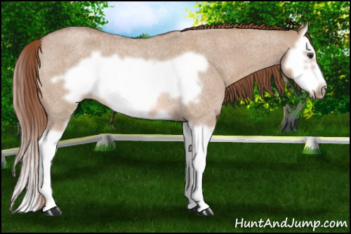 Horse Color: Red Dun Roan Splash Frame Rabicano 