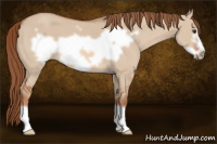 Horse Color:Liver Red Dun Frame 