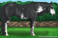 Horse Color:Brown Sabino 