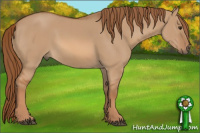 Horse Color:Red Dun Sabino 