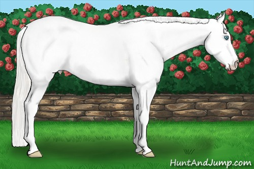 Horse Color: White Spotted Gold Cream Champagne Pearl Dun 