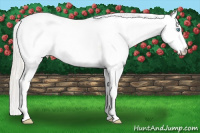Horse Color:White Spotted Gold Cream Champagne Pearl Dun 