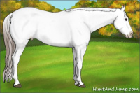 Horse Color:White Spotted Blue Roan Appaloosa Rabicano 