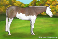 Horse Color:Silver Black Sabino Splash