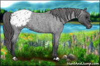 Horse Color:Blue Roan Appaloosa 