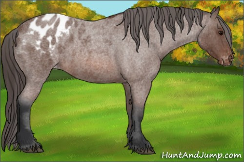 Horse Color: Bay Roan Blanket 