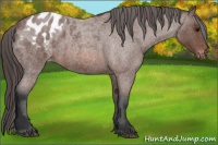 Horse Color:Bay Roan Appaloosa 