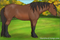 Horse Color:Bay Rabicano 