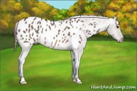 Horse Color:Brown Roan Dun Blanket Rabicano 