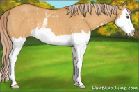 Horse Color:White Spotted Chocolate Palomino Dun Splash 