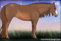 Horse Color:Liver Chestnut 
