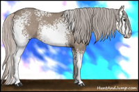 Horse Color:White Spotted Silver Brown Dun