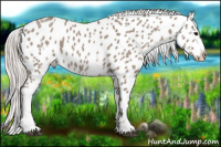 Horse Color:White Spotted Silver Grullo Near Leopard Rabicano 