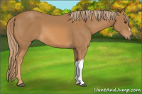 Horse Color:Unknown 
