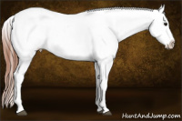 Horse Color:White Spotted Bay Dun Tobiano Appaloosa 