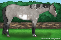 Horse Color:White Spotted Grullo Roan Frame 