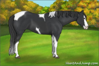 Horse Color:Black Splash Tobiano 