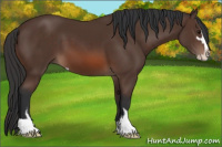 Horse Color:Brown Sabino