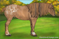 Horse Color:Bay Splash Tobiano Blanket  Brindle
