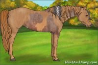 Horse Color:Bay Splash Tobiano Appaloosa Brindle