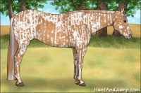 Horse Color:Brown Splash Tobiano Appaloosa  Brindle