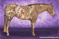 Horse Color:Bay Splash Tobiano Appaloosa Brindle