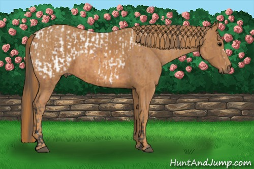 Horse Color: Bay Splash Tobiano Blanket  Brindle