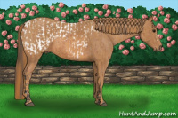 Horse Color:Bay Splash Tobiano Appaloosa  Brindle