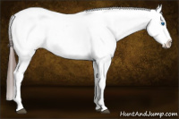 Horse Color:Bay Splash Tobiano Appaloosa