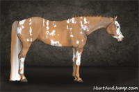 Horse Color:Bay Splash Appaloosa Brindle