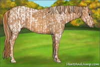 Horse Color:Bay Splash Tobiano Appaloosa Brindle
