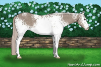 Horse Color:White Spotted Silver Grullo 