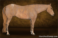 Horse Color:Bay Splash Tobiano Appaloosa Brindle