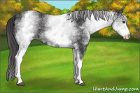 Horse Color:White Spotted Smoky Black