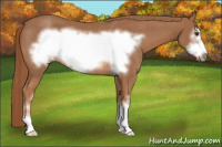 Horse Color:Chestnut Sabino Frame Rabicano 
