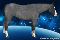 Horse Color:Blue Roan Splash 