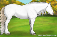 Horse Color:Amber Cream Champagne Appaloosa