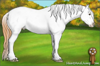 Horse Color:Buckskin Dun Near Leopard 
