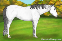 Horse Color:White Spotted Brown Tobiano Appaloosa 