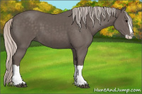 Horse Color:Silver Black Splash 