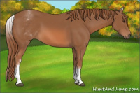 Horse Color:White Spotted Chestnut 