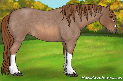 Horse Color: Red Roan 