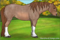Horse Color:Red Roan