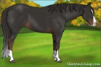 Horse Color:Liver Chestnut Splash 